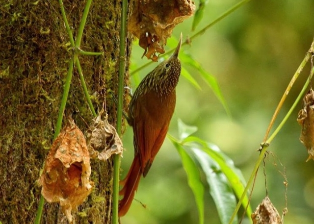 avistamiento de la naturaleza